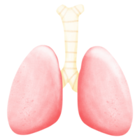 sjukhus element, fysisk utbildning png