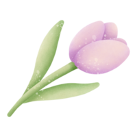 Various types of cute flowers png