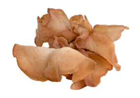 ear mushroom or Jew's ear isolated png