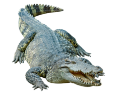 Crocodile opens mouth isolated png