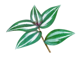 grön löv mönster, blad tradescantia zebrinahort eller zebrina pendel eller tum växt isolerat png