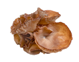 ear mushroom or Jew's ear isolated png