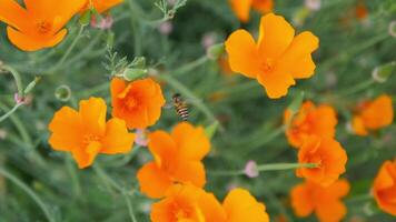 flygande bi i gyllene vallmo trädgård antal fot, kalifornien vallmo, eschscholzia californica blomma och lövverk närbild horisontell video