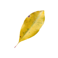 vieux feuille éléments transparent Contexte png