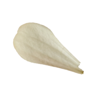 pétales de fleurs blanches png