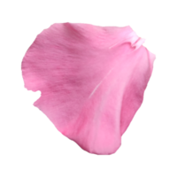 Pink flower petals png