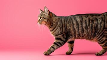 AI generated Flurry cat walking on pastel background in bright studio shot with copy space on left side photo