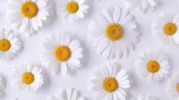 AI generated White daisy petals scattered on simple white background   aesthetic top view flat lay photo