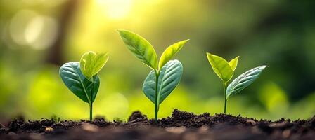 AI generated Thriving and verdant seedlings growing and flourishing in nutrient rich and fertile soil photo