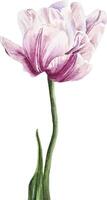 Watercolor pink vintage tulip flower botanical clipart hand drawn isolated illustration vector