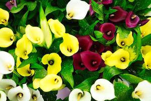 Colorful Flowers on Table photo