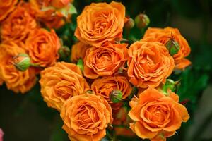 Vibrant Orange Roses in Vase photo