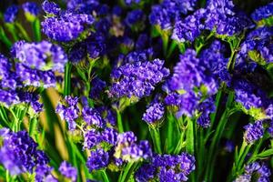 vibrante púrpura flores con verde tallos - naturalezas belleza capturado foto