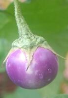 a fresh eggplant photo