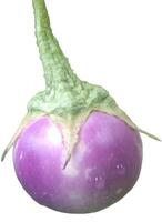 a fresh eggplant photo