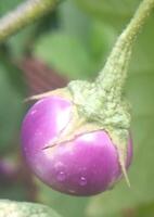 a fresh eggplant photo