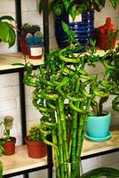 Potted Plant on Wooden Shelf photo