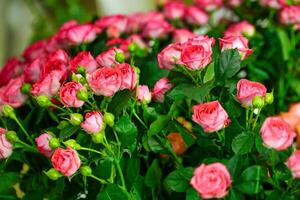 Pink Flowers With Green Leaves in Copy Space photo