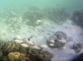 Underwater photo of pale corals with fish at the Maldives.