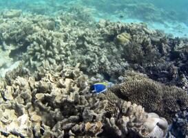 Underwater photo of pale corals with fish at the Maldives.