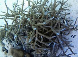 Underwater photo of pale corals with fish at the Maldives.