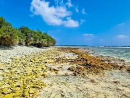 View of the Maldives beach with lots of rocks and pale coral. photo