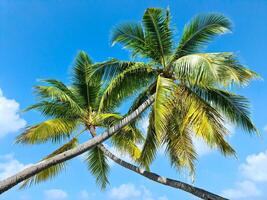 Tropical palm trees against the deep blue sky of the Maldives. photo