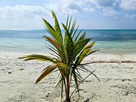 Palm trees on the beautiful beaches of the Indian Ocean in the Maldives. photo