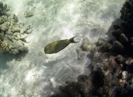 submarino foto de pálido corales con pescado a el Maldivas.