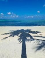 Palm trees on the beautiful beaches of the Indian Ocean in the Maldives. photo