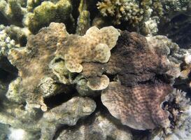 Underwater photo of pale corals with fish at the Maldives.