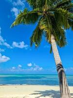 View through palm trees to a dream beach in the Maldives with the turquoise blue waters of the ocean. photo