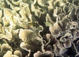 Underwater photo of pale corals with fish at the Maldives.