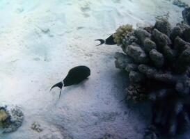 Underwater photo of pale corals with fish at the Maldives.