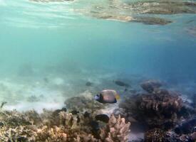 Underwater photo of pale corals with fish at the Maldives.