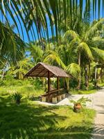 A small sand path with palm trees in the beautiful Maldives. photo