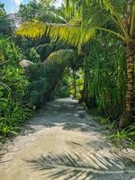 un pequeño arena camino con palma arboles en el hermosa Maldivas. foto