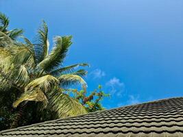 A roof covered in black shingles with palm leaves on the side against a blue sky. photo