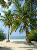 palma arboles en el hermosa playas de el indio Oceano en el Maldivas. foto