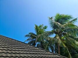 A roof covered in black shingles with palm leaves on the side against a blue sky. photo