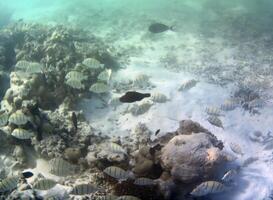 Underwater photo of pale corals with fish at the Maldives.