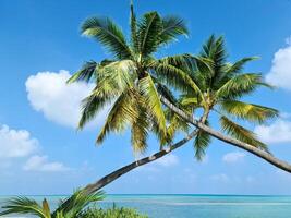 View through palm trees to a dream beach in the Maldives with the turquoise blue waters of the ocean. photo