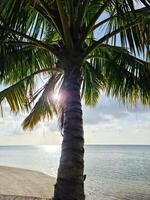 Palm trees on the beautiful beaches of the Indian Ocean in the Maldives. photo
