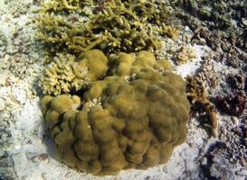 Underwater photo of pale corals with fish at the Maldives.