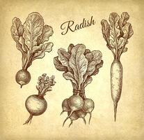 Radish, daikon and turnip. Ink sketch set on old paper background. Hand drawn vector illustration. Vintage style.