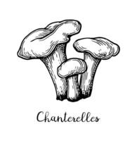 Chanterelles mushroom. Hand drawn ink sketch. Vintage style. vector