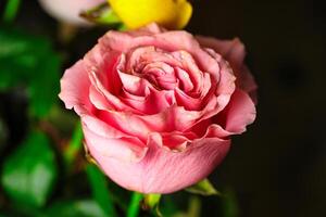 Close Up of Pink and Yellow Roses photo