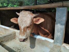 Cow inside a wooden and brick shelter photo