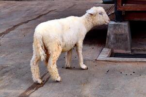 blanco oveja con un sucio lana soportes en un hormigón superficie foto