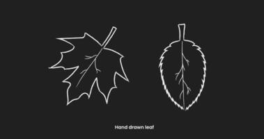 hand-drawn maple tree leaves and regular leaves on a black background vector